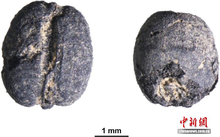 陕西南窑遗址出土大量炭化植物遗存 印证东周时期黄河流域小麦东扩